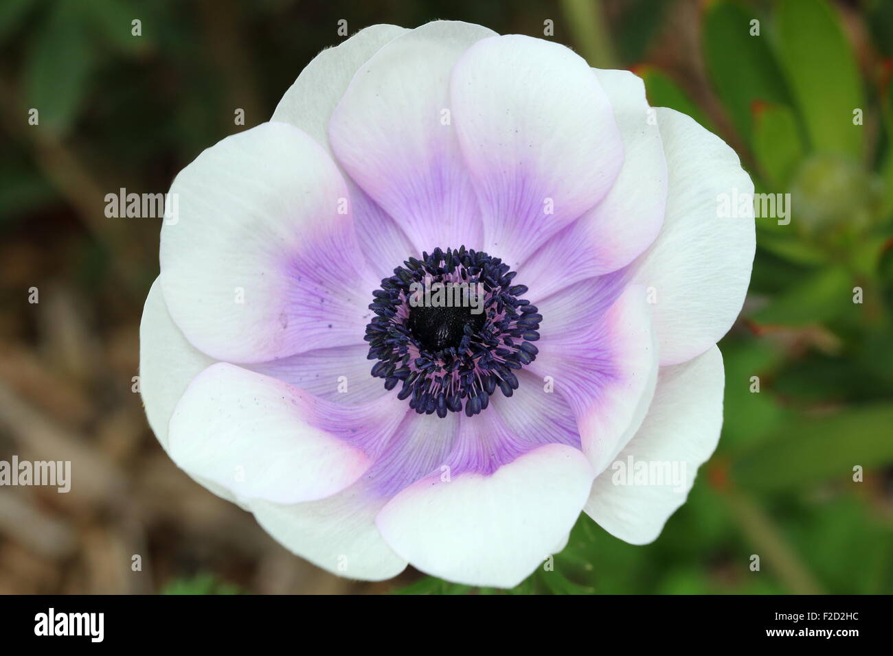 Close up of white anemone with purple tinge on petals Stock Photo
