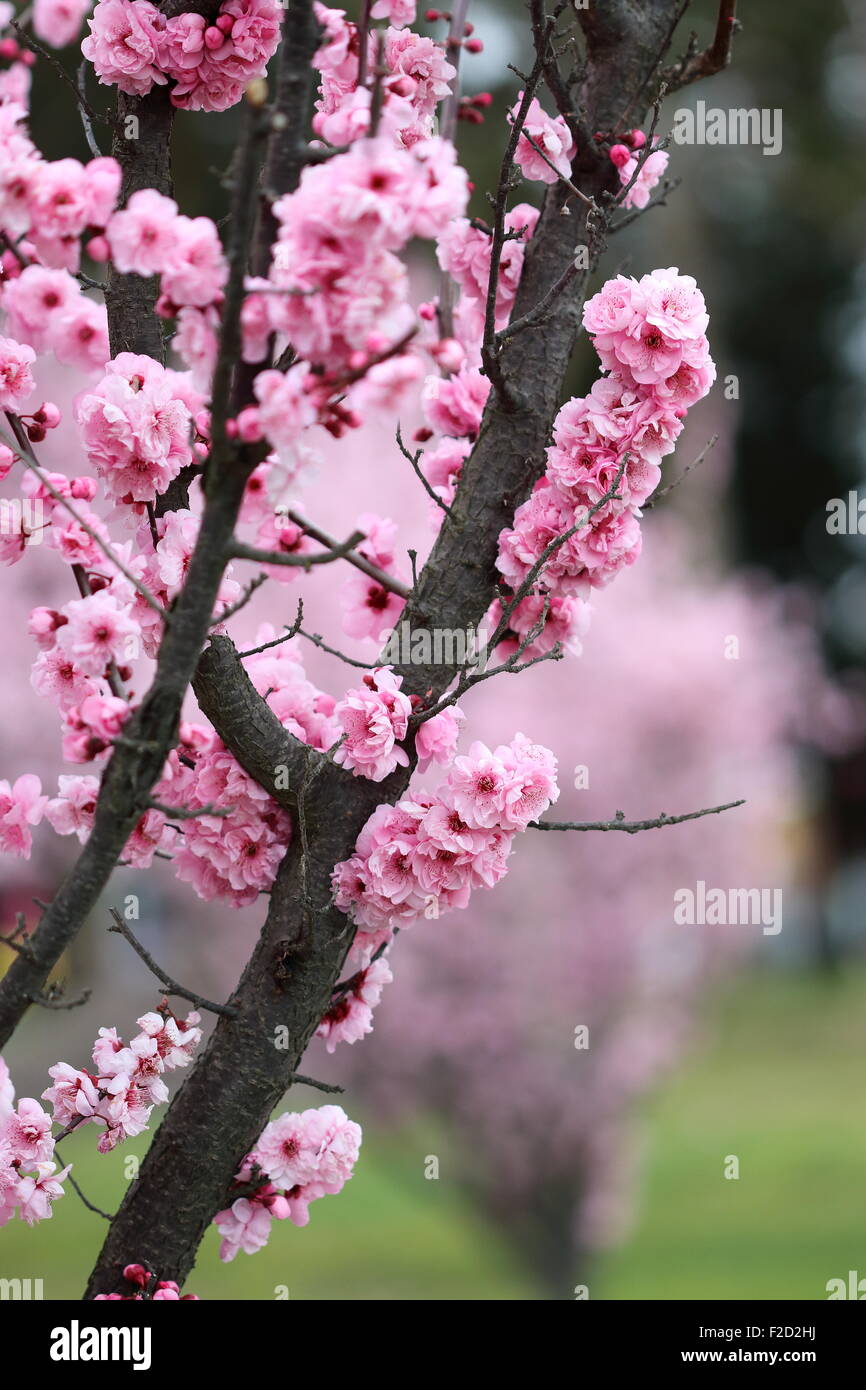 Cherry blossoms in full bloom Stock Photo - Alamy