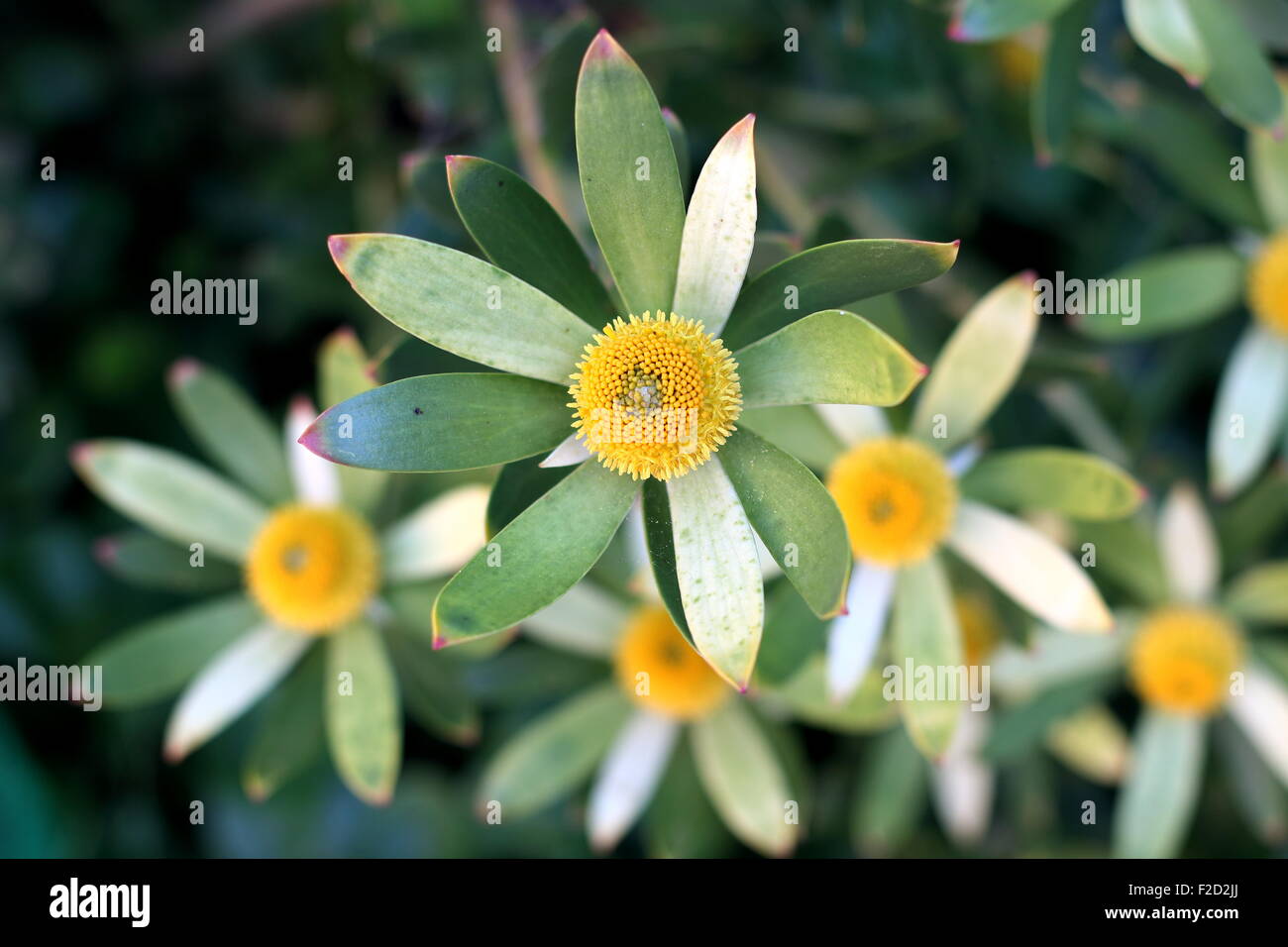 Flower of Leucadendron gandogeri Proteas Stock Photo