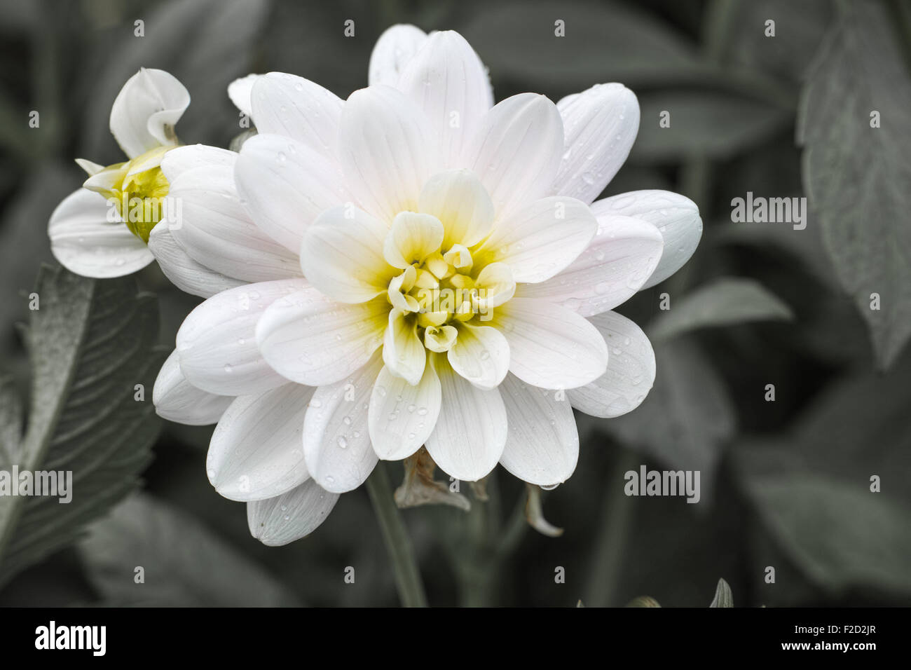 A white flower in bloom with a yellowish core surrounded by petals