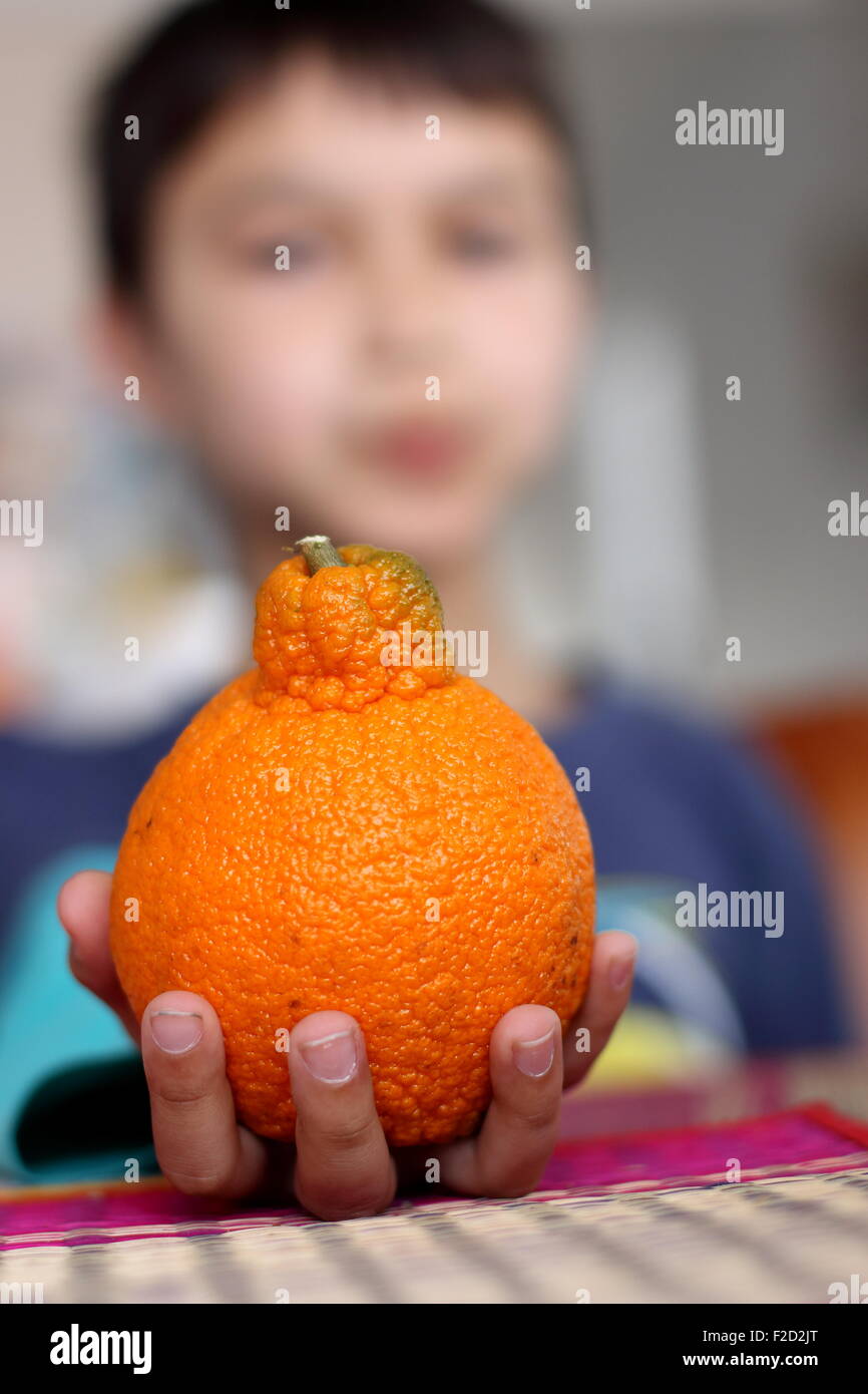 https://c8.alamy.com/comp/F2D2JT/a-young-boy-holding-sumo-mandarin-in-hand-F2D2JT.jpg
