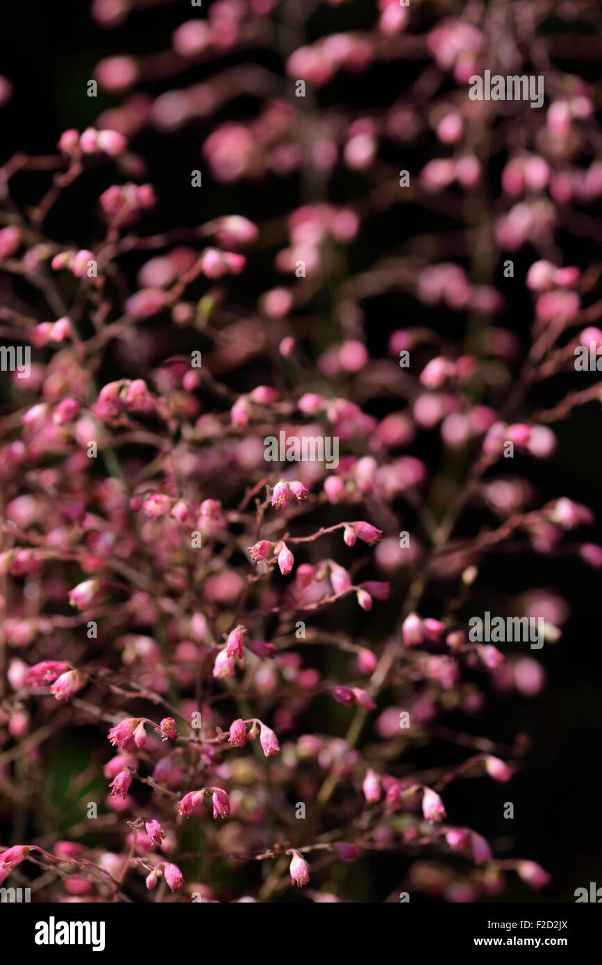 Pink Coral Bell flowers in a garden with dark background Stock Photo