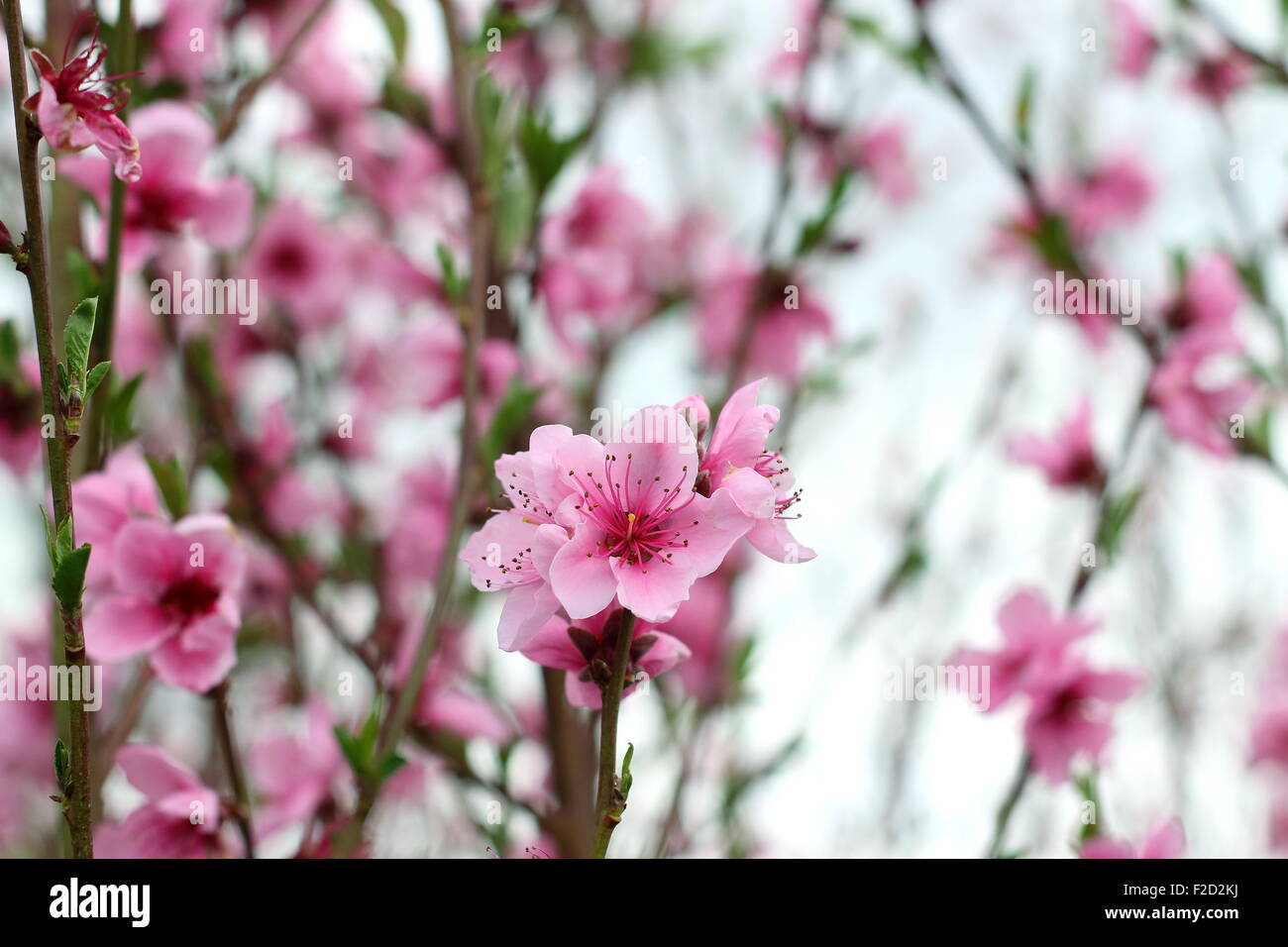 Flower of Fruiting Peach - Prunus Persica - Fragar Stock Photo