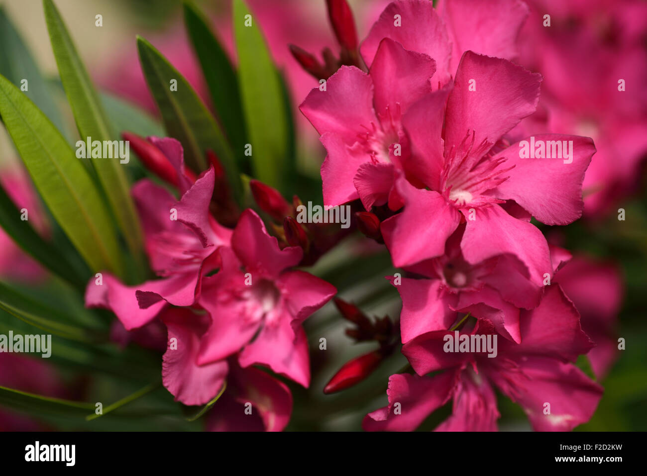 Close up of pink flowers of Nerium Oleander Stock Photo