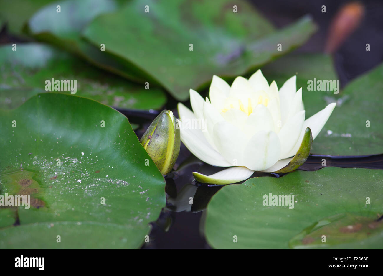 View of white waterlily and leaves on pond Stock Photo