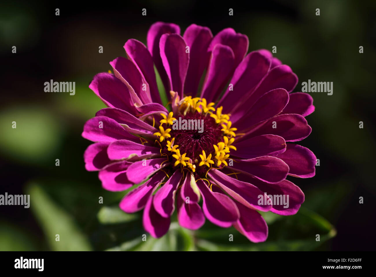 Yellow disk florets and pink ray florets of a single Zinnia flower head Stock Photo