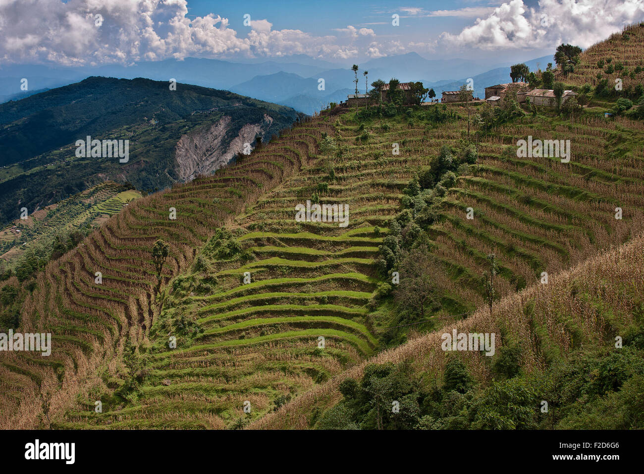 Rice terraces in Kathmandu Valley, Nepal Stock Photo Alamy