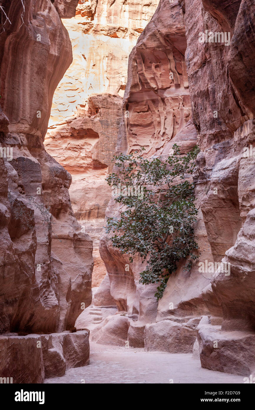 Siq at Petra Jordan showing narrow gorge entry with carved water channels on either side Stock Photo