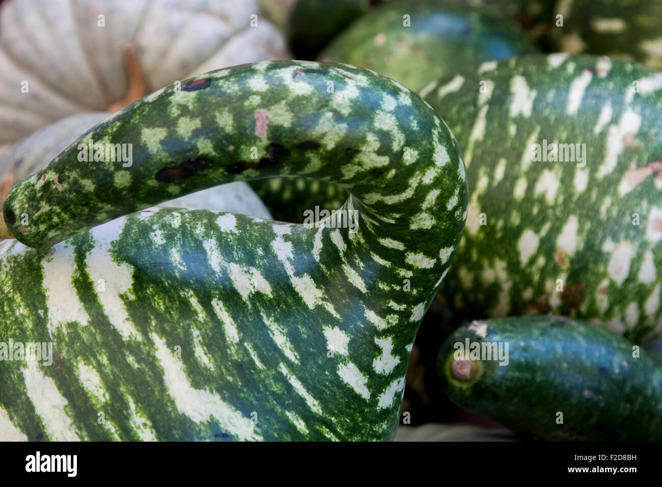 Crookneck squash hires stock photography and images Alamy