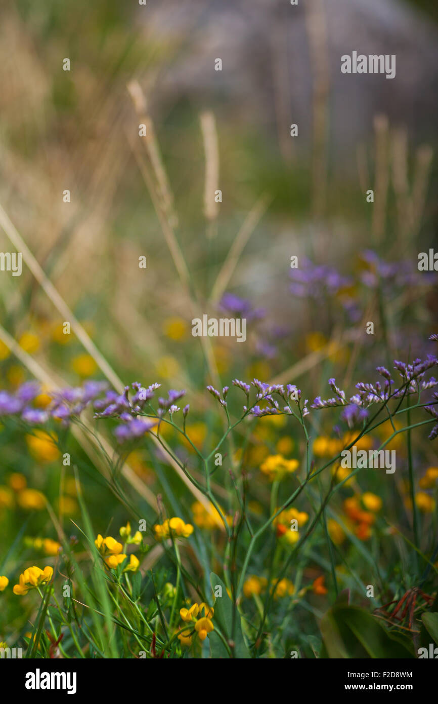 Flowers in the lawn hi-res stock photography and images - Alamy