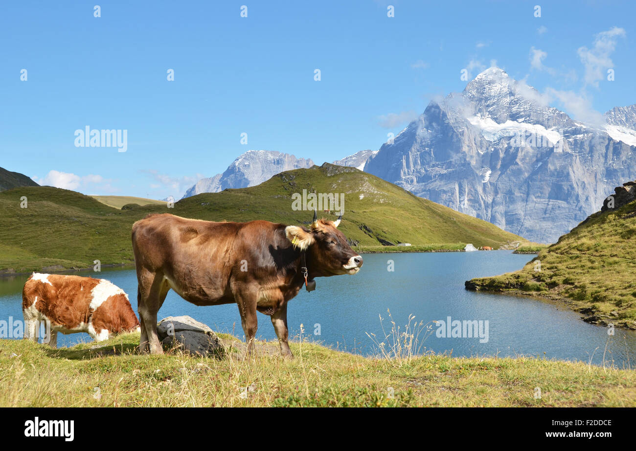 cows-in-the-alpine-meadow-jungfrau-region-switzerland-stock-photo-alamy