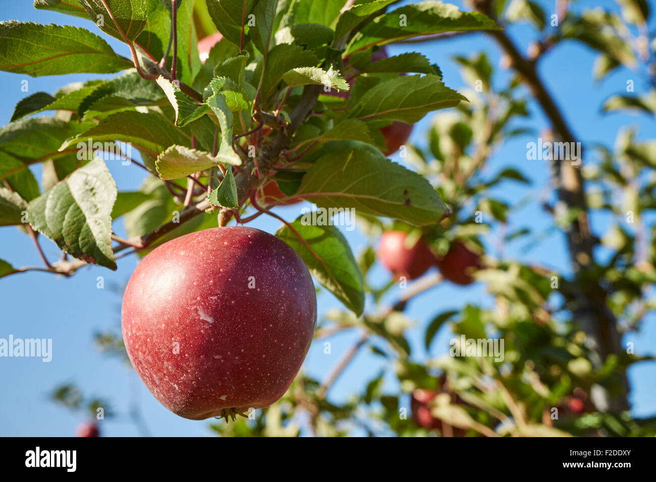 A ripe apple on a tree in a Pennsylvania orchard Stock Photo