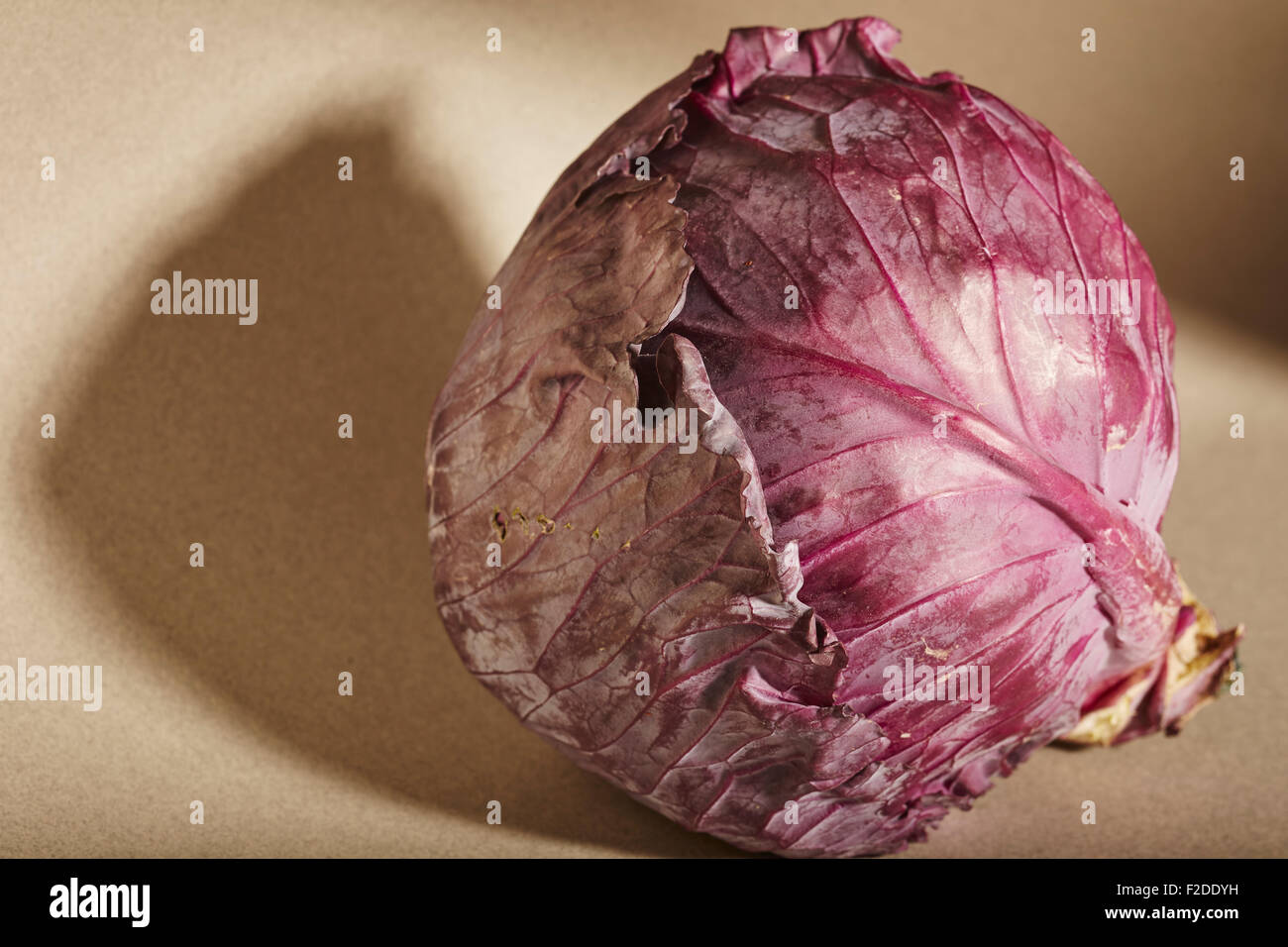 Head of red cabbage Stock Photo Alamy