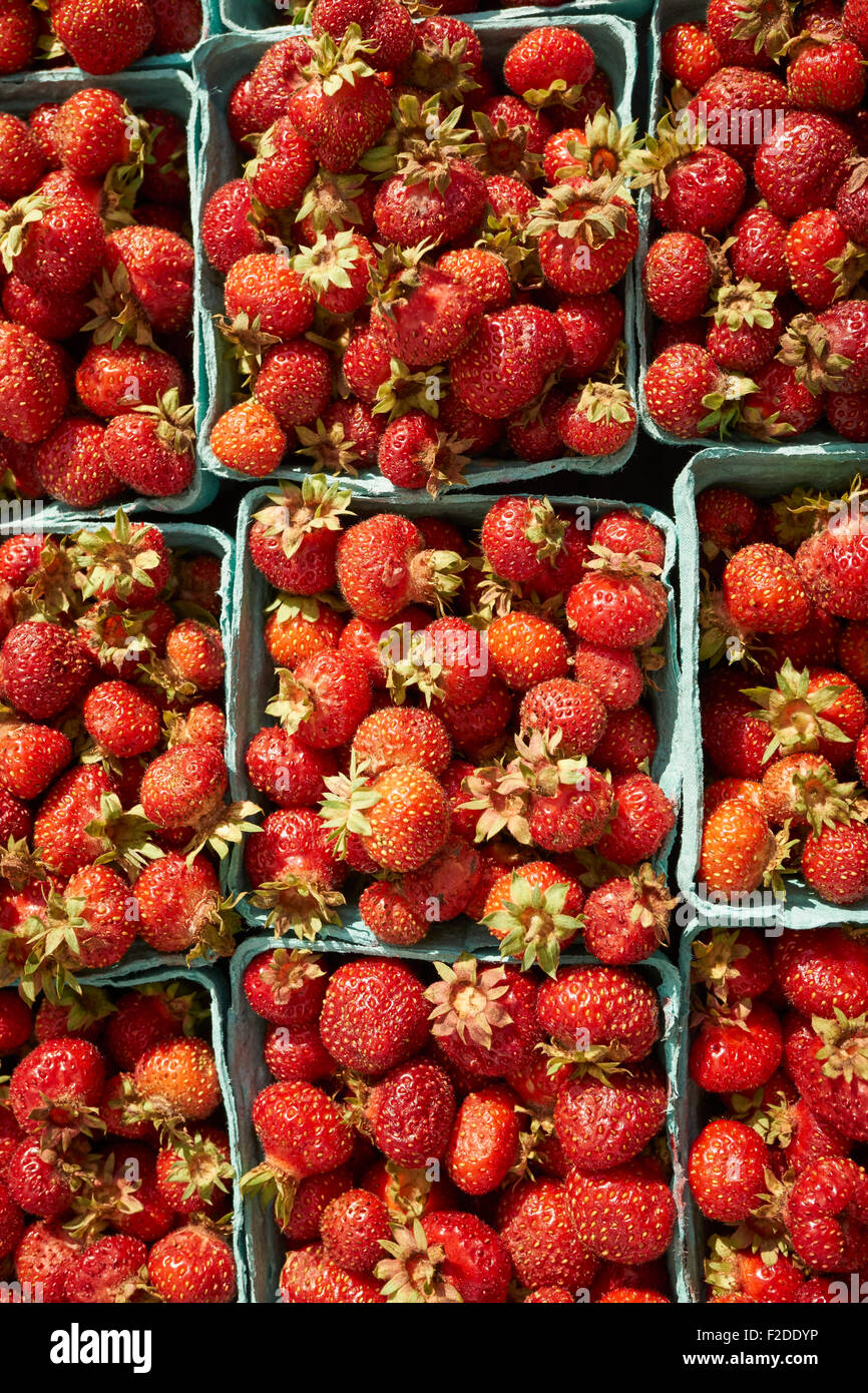Fresh strawberries at the Union Square Greenmarket, Manhattan, New York