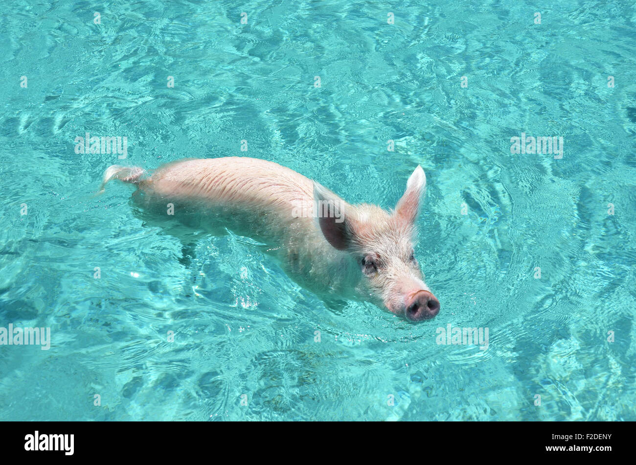 Pig in water Stock Photo
