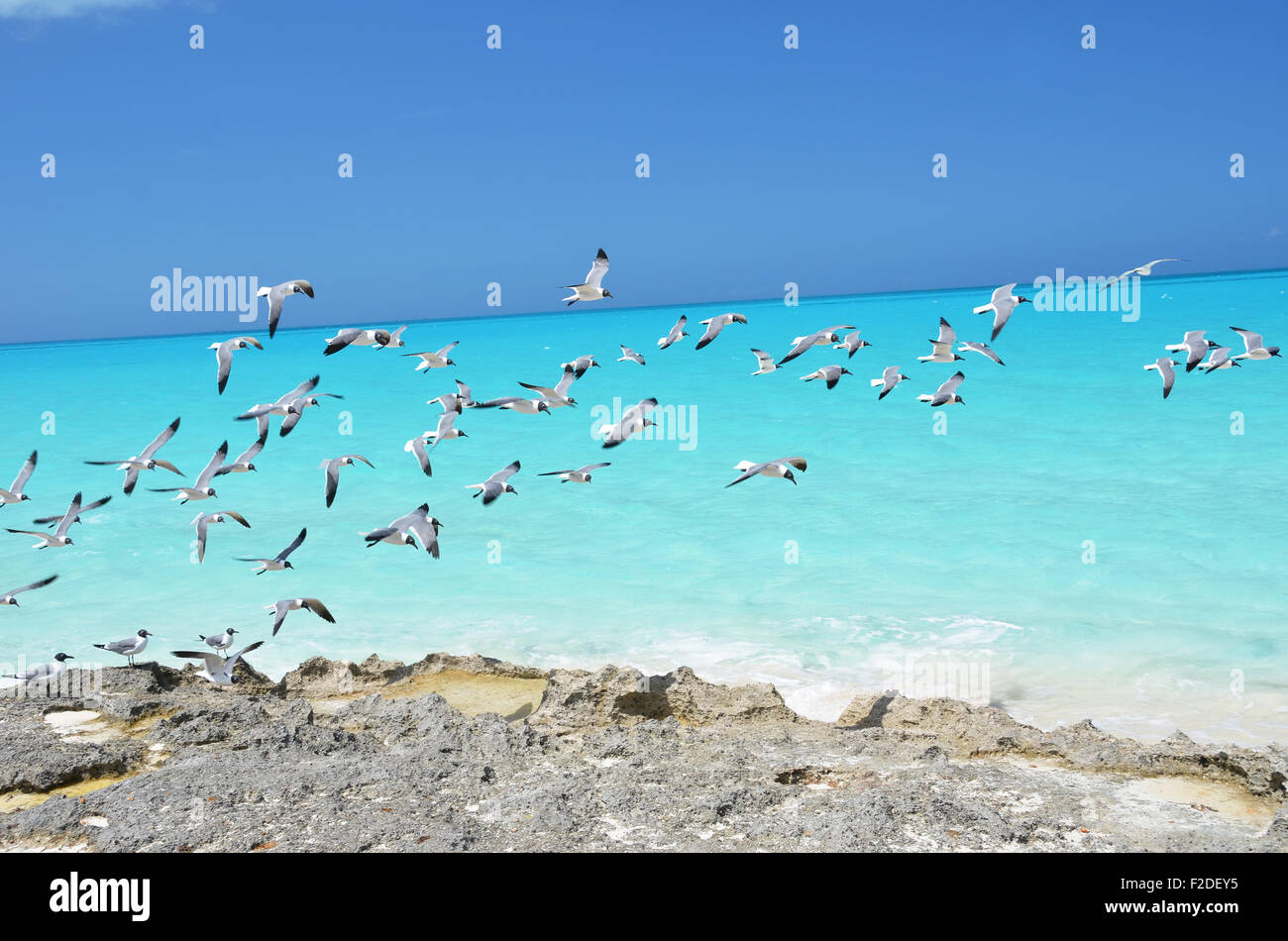 Seagulls at the coast of Little Exuma, Bahamas Stock Photo