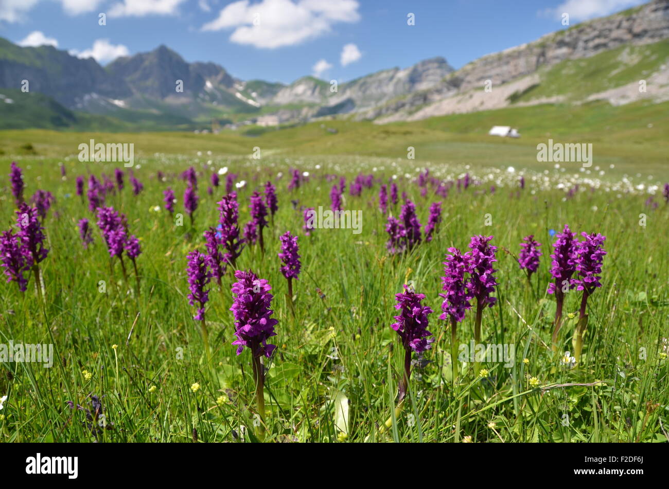 Wild orchids in an Alpine meadow. Melchsee-Frutt, Switzerland Stock Photo