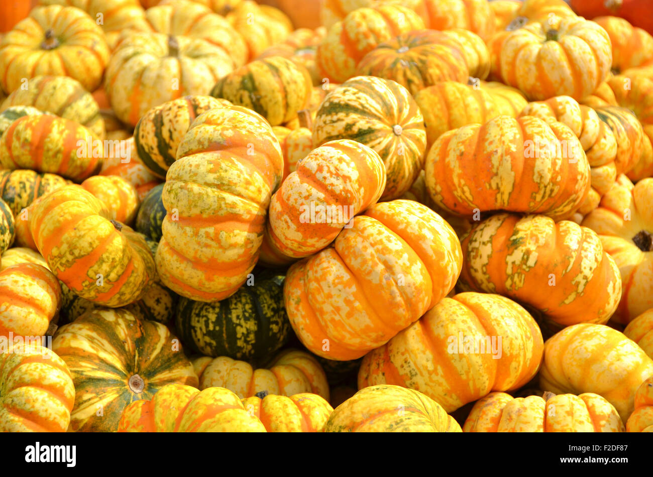 Indian mix pumpkins hi-res stock photography and images - Alamy