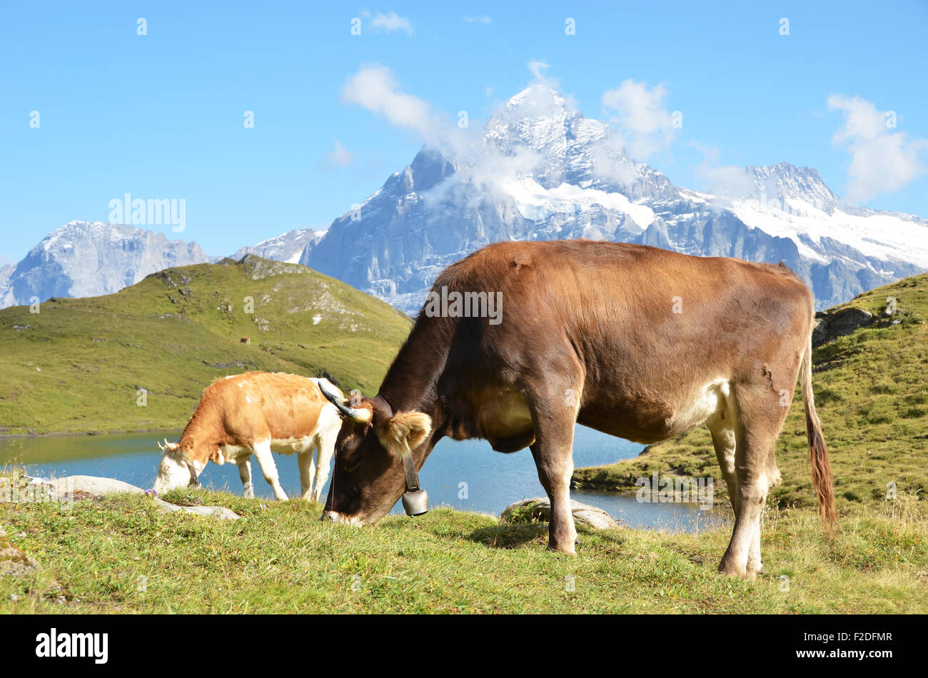 cow-in-an-alpine-meadow-jungfrau-region-switzerland-stock-photo-alamy