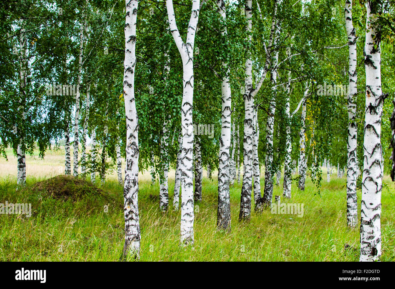 birchwood,birches,summer,green birches,grove,birches in the summer,view of the wood Stock Photo
