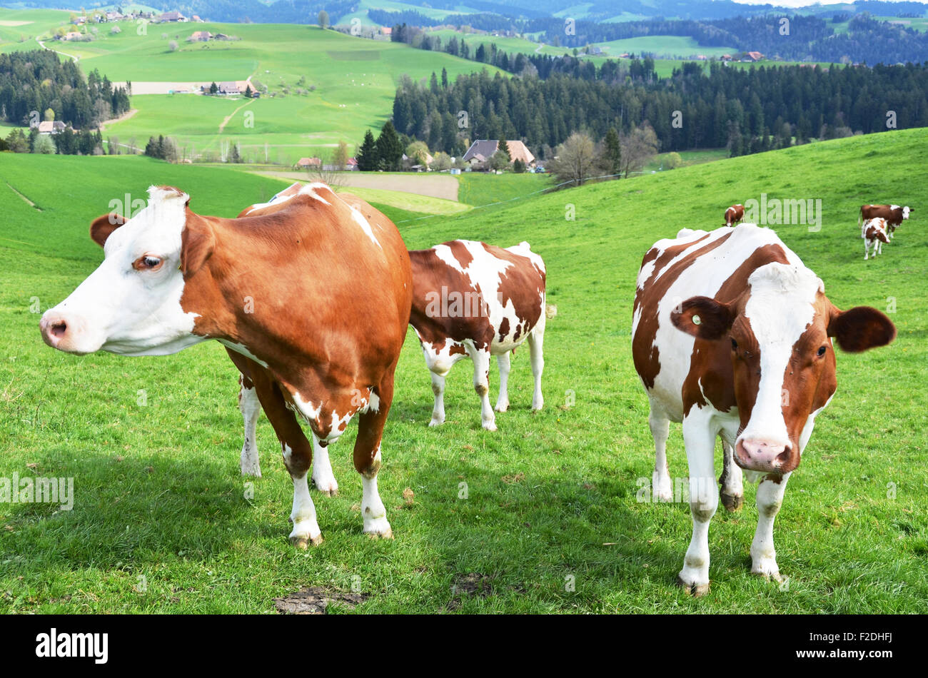 Cows in Emmental region, Switzerland Stock Photo Alamy