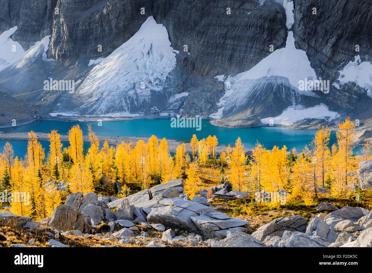 Alpine larch in autumn at the Rockwall, Floe Lake, Kootenay National Park, British Columbia, Canada Stock Photo