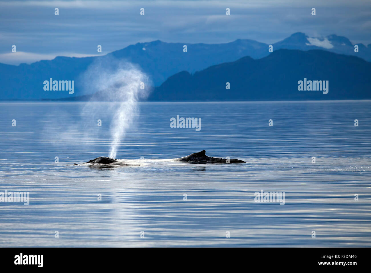 Humpback whale in Alaska's Inside Passage breathing on the surface with mountains in the background. Stock Photo