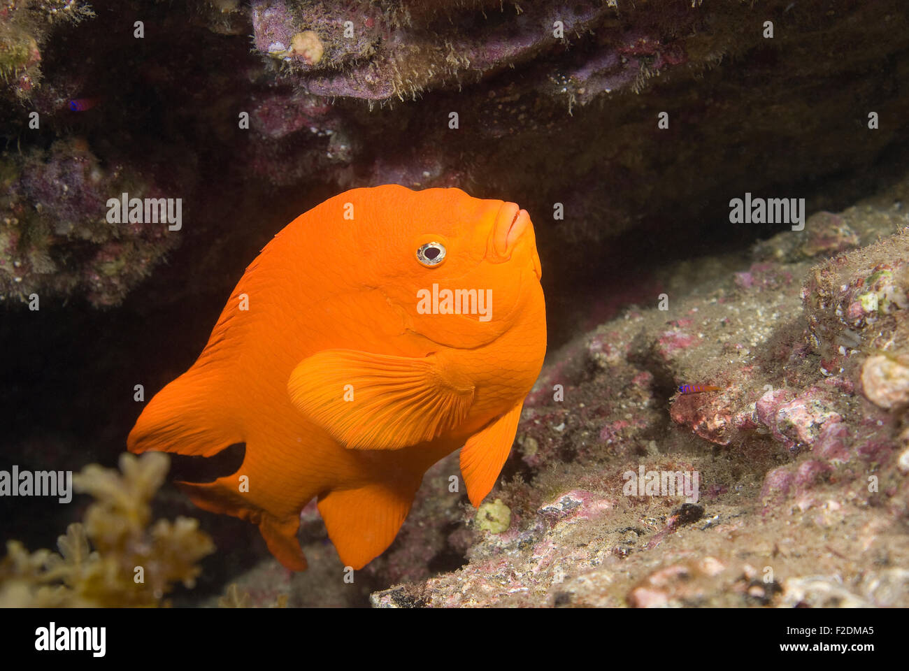 California Garibaldi fish at Catalina Island underwater reef Stock