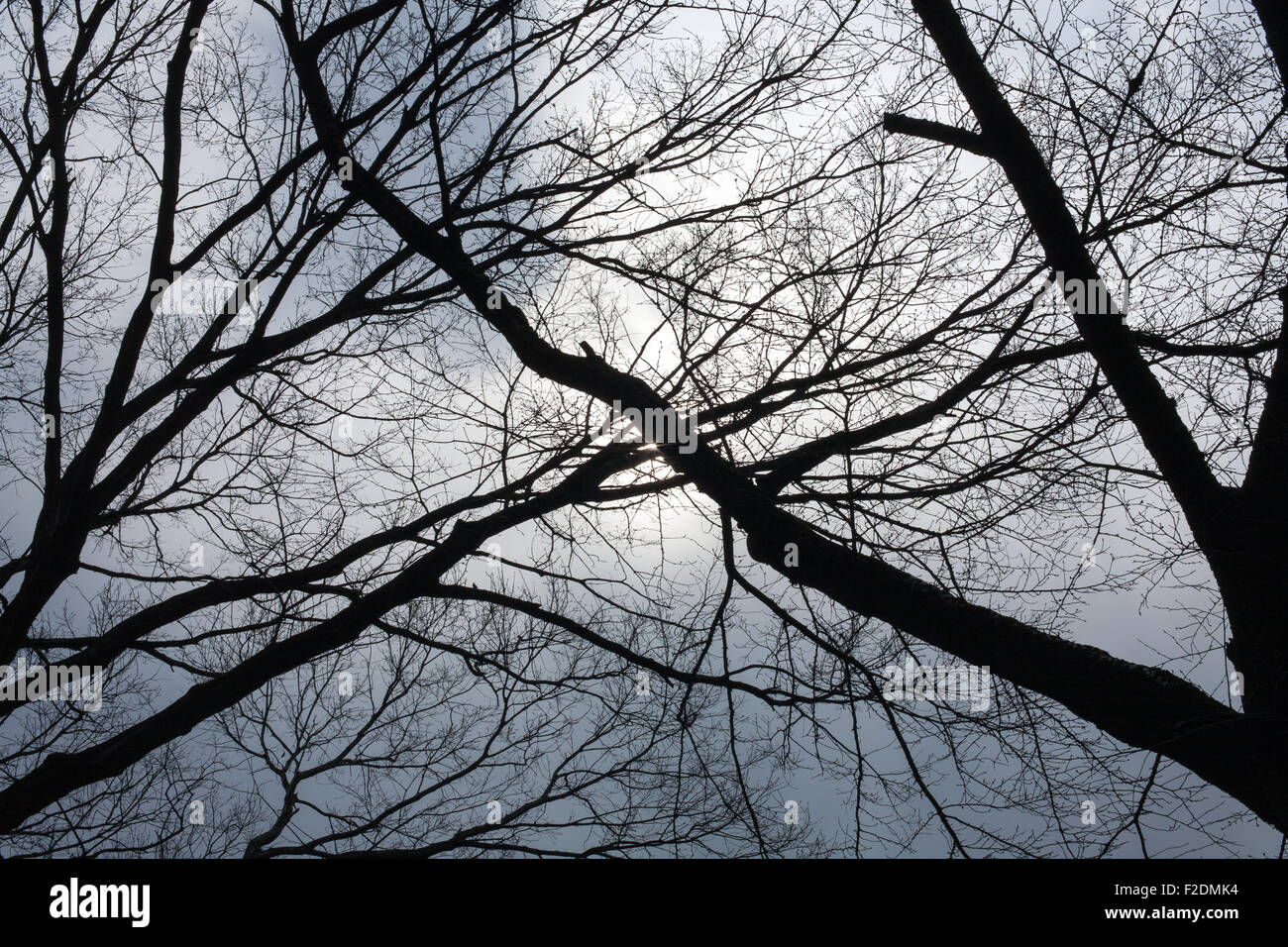 Silhouette bare tree branches cloudy sky background Stock Photo - Alamy