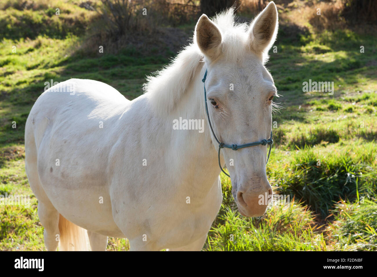 A white horse in the meadow backlit by the sun Stock Photo - Alamy