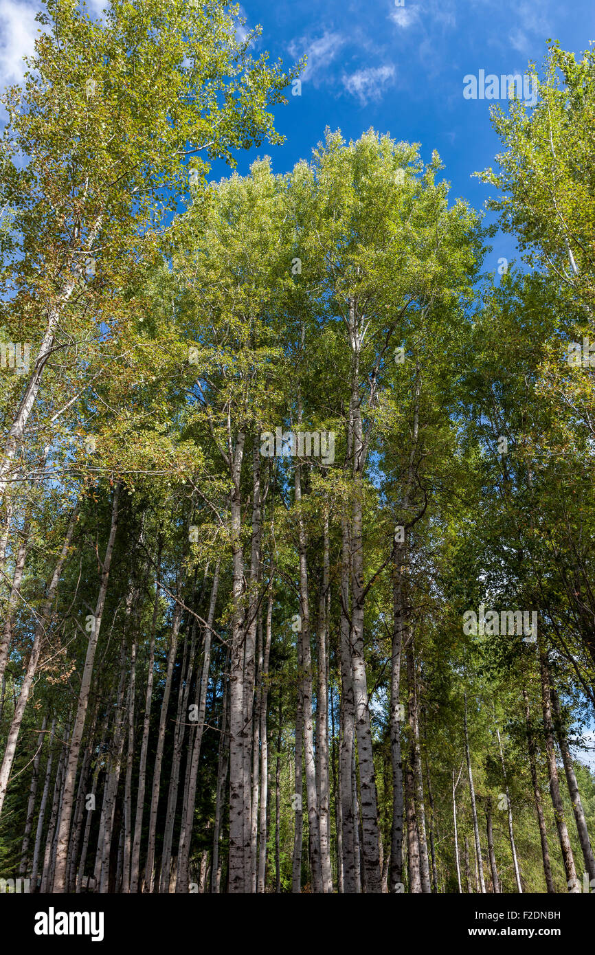 Looking up tall aspen trees hi-res stock photography and images - Alamy