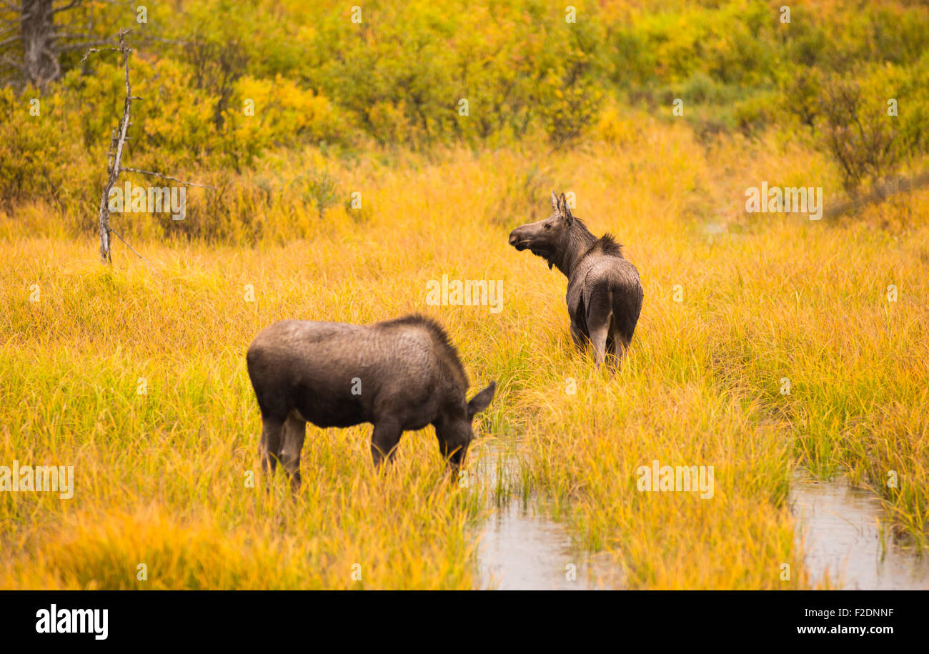 Moose come out to get a drink before receeding back into the srush and trees Stock Photo