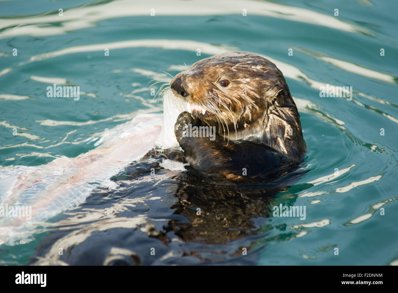 A Sea Otter eats breakfast in a boat slip in the marina Stock Photo