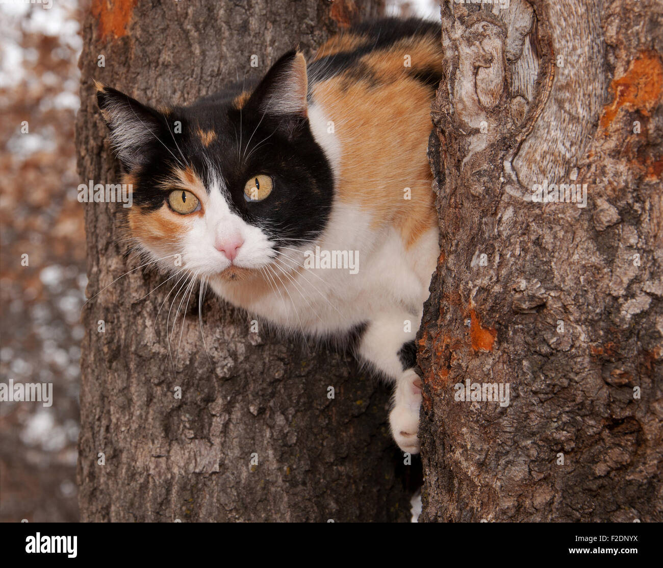Beautiful calico cat peeking through two tree trunks Stock Photo