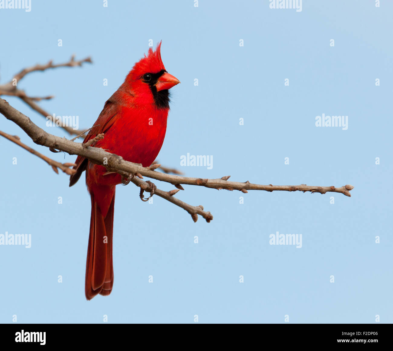 Bright red Northern Cardinal male in an Oak tree in winter Stock Photo