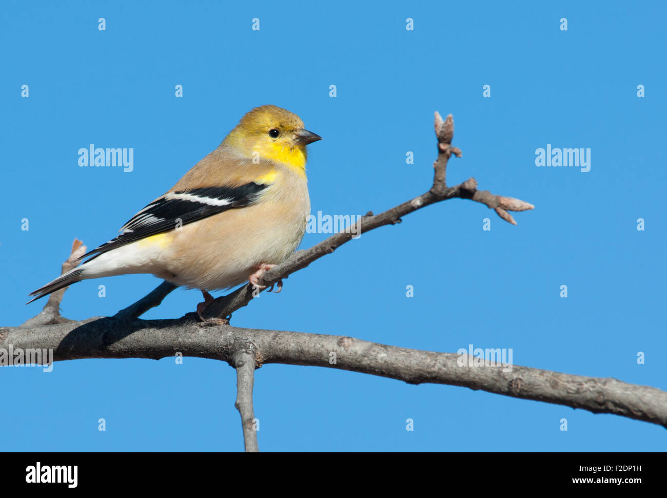 Male American Goldfinch in winter plumage in an Oak tree against clear blue winter sky Stock Photo