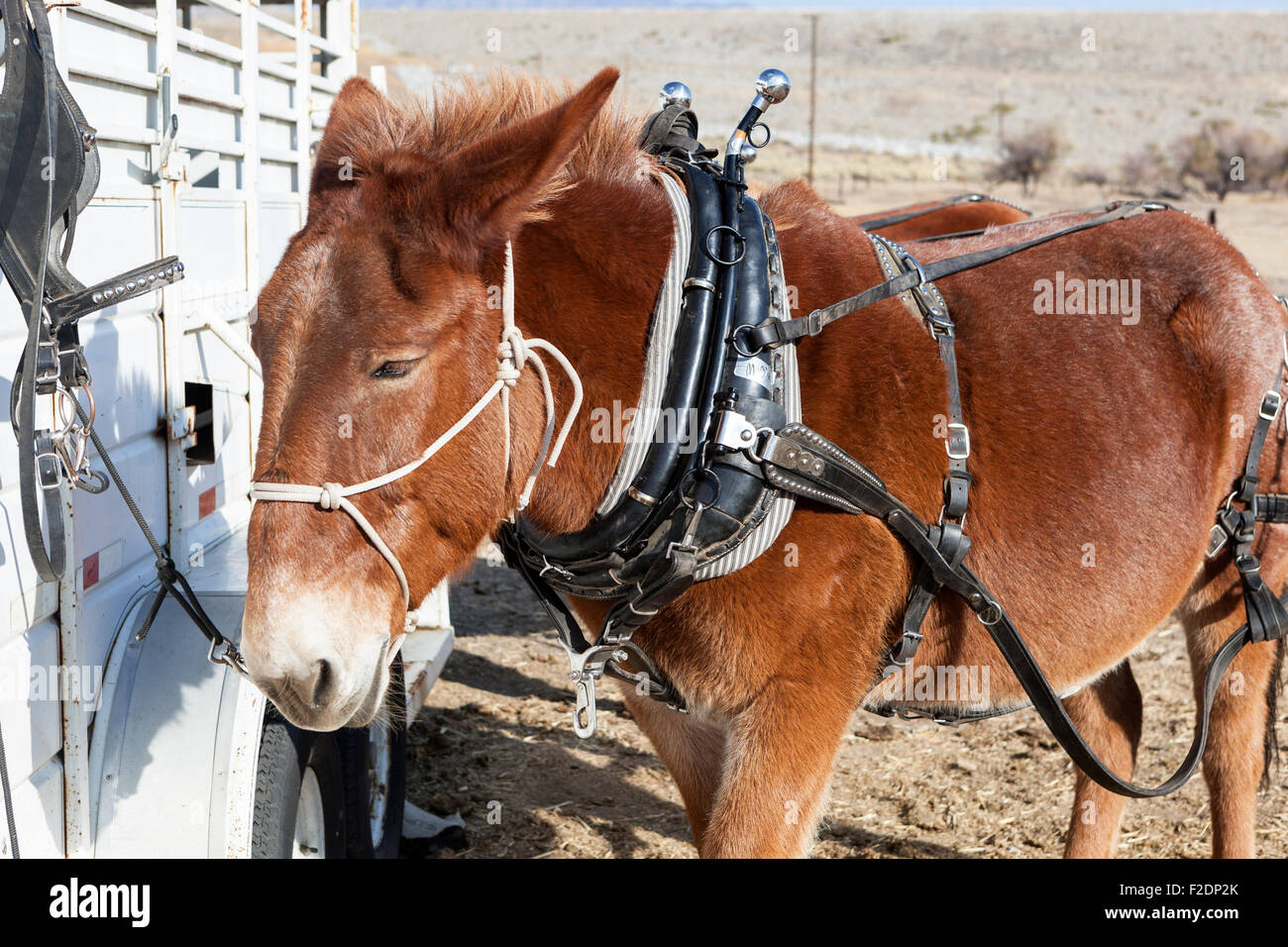 harness mule