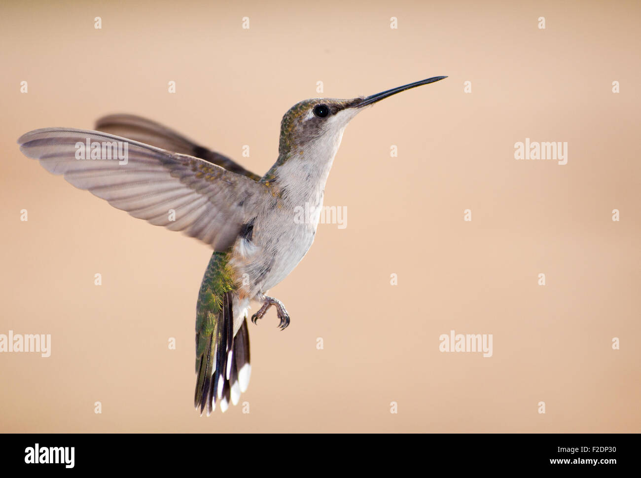 Ruby-throated Hummingbird in flight against muted beige background Stock Photo