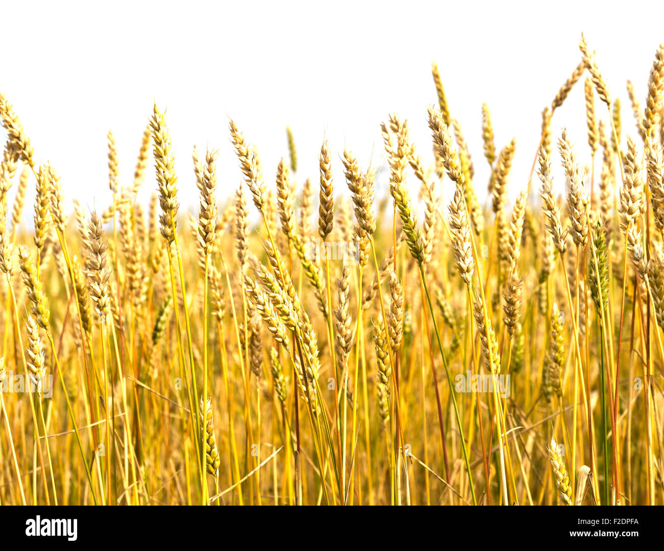 golden wheat field isolated on white background Stock Photo Alamy