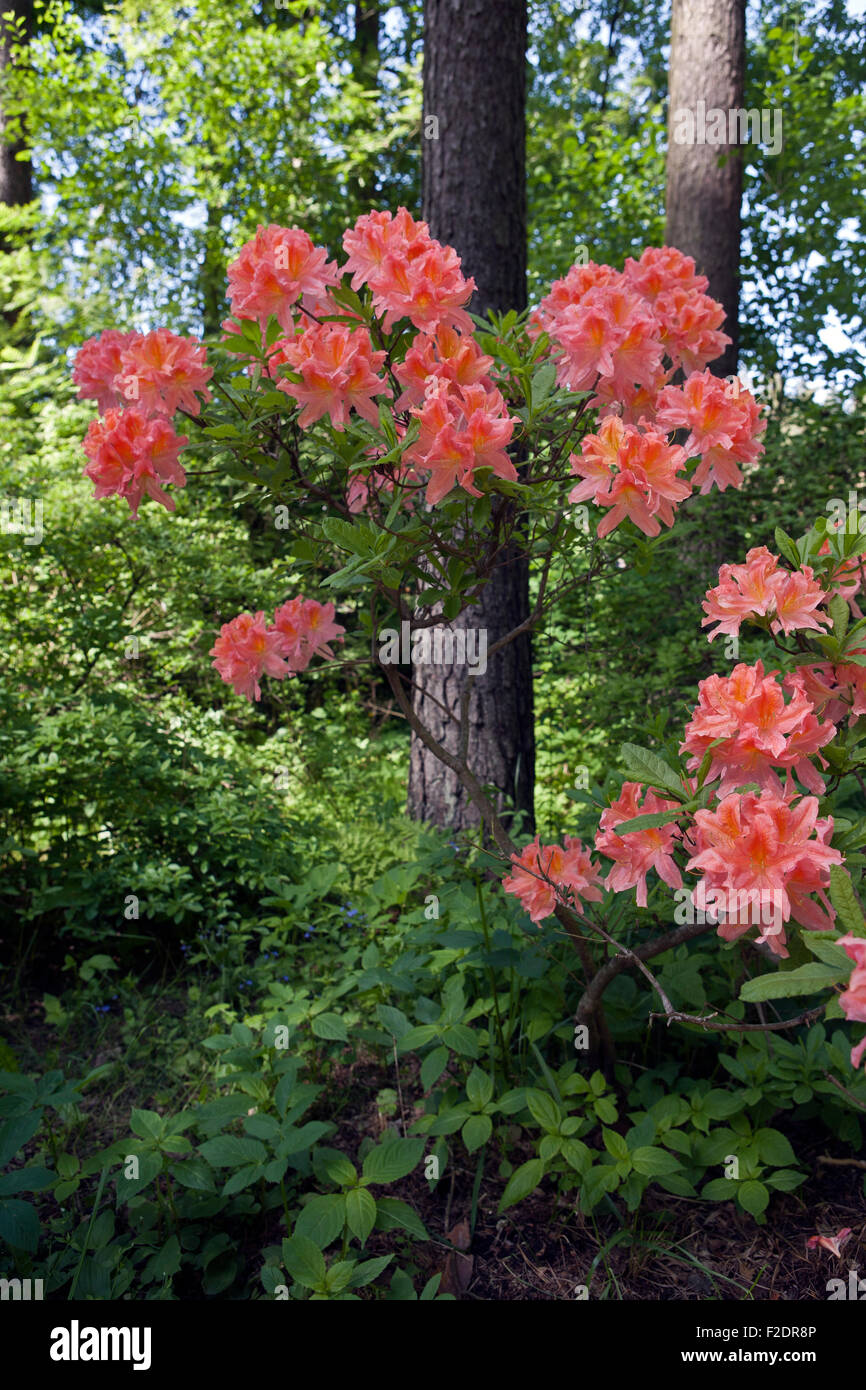 Flowering Rhododendron in Babite Rhododendron Park Latvia Stock Photo