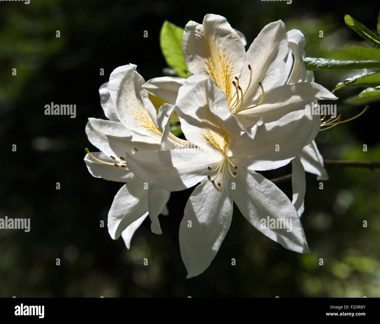 Flowering Rhododendron in closeup Stock Photo