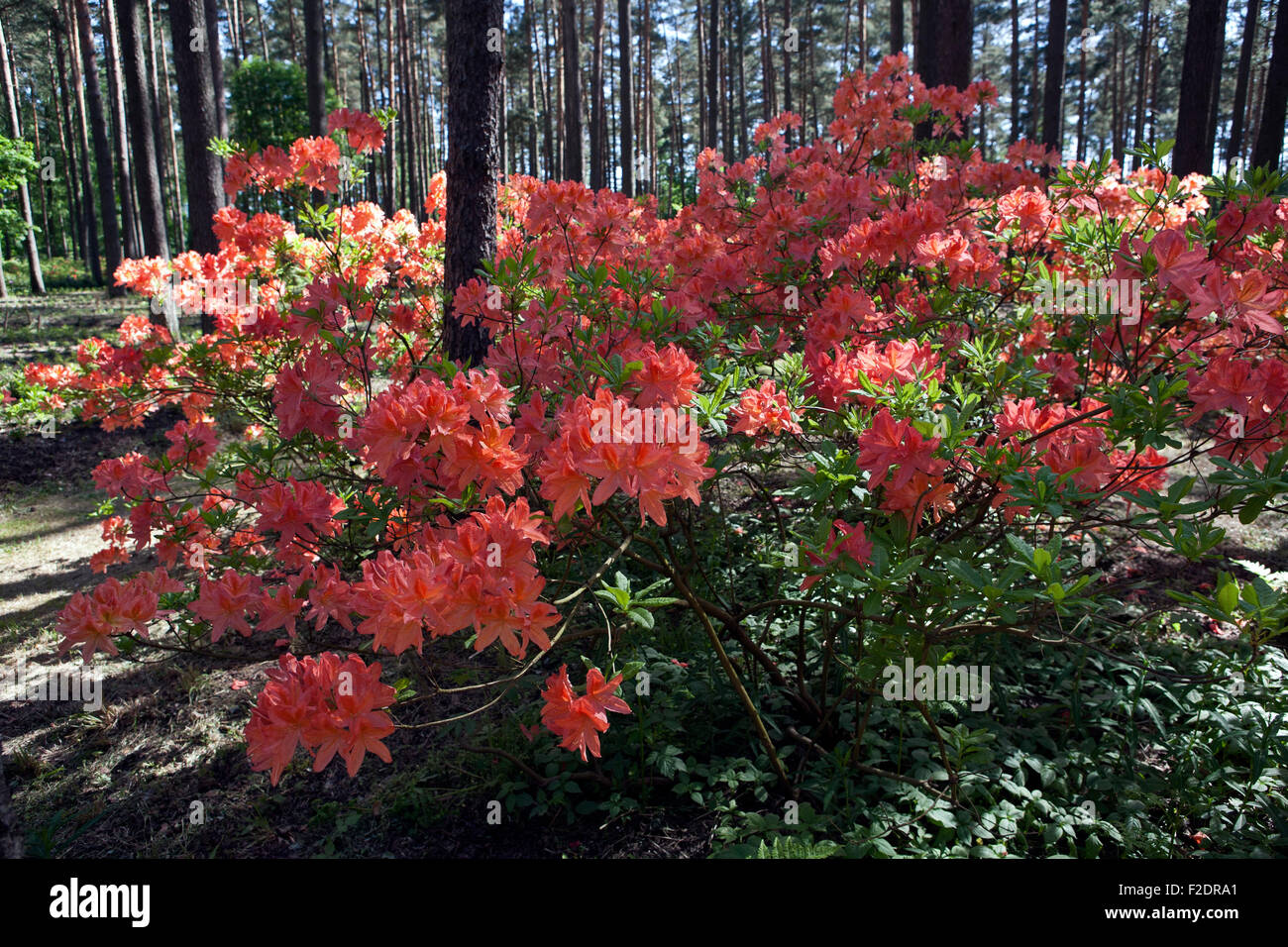 Flowering Rhododendrons in Babite Rhododendron Park Latvia Stock Photo