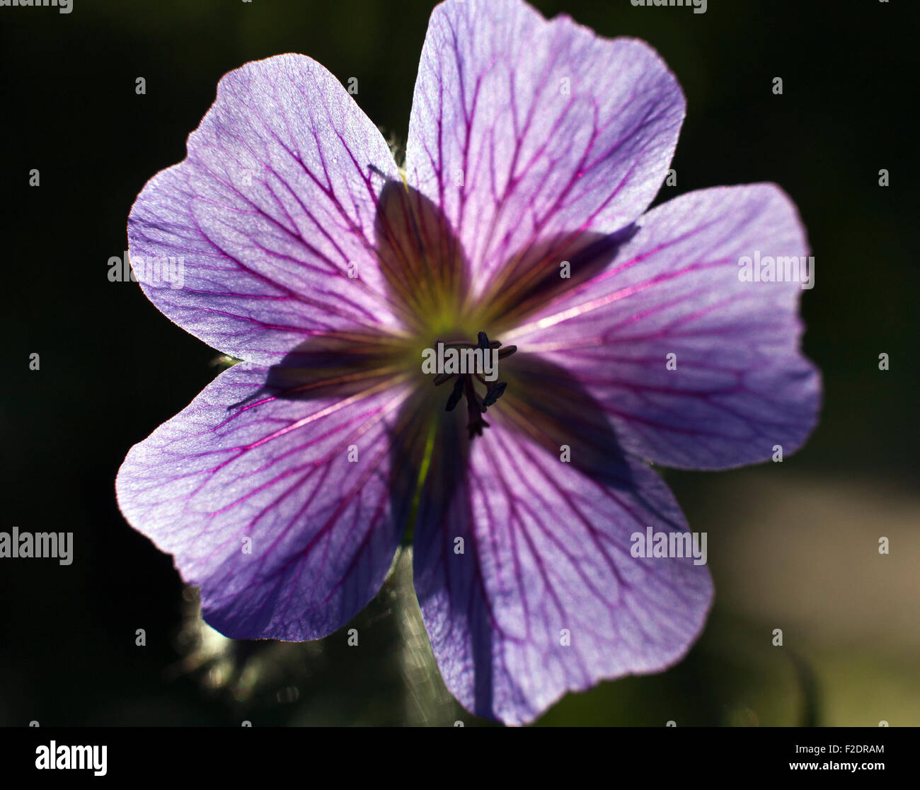 Budding Geranium ibericum cav flower Stock Photo