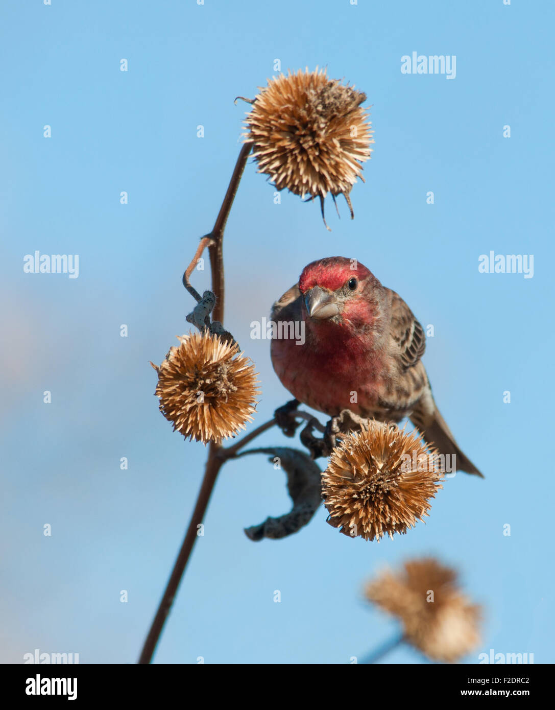 Male House Finch looking for seeds in a dry Sunflower in winter Stock Photo