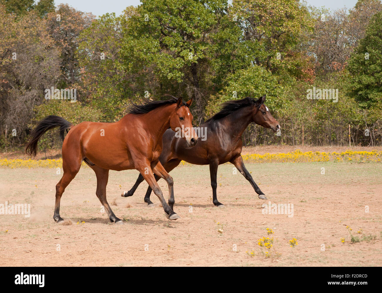 Two horses racing in the pasture, running full speed Stock Photo