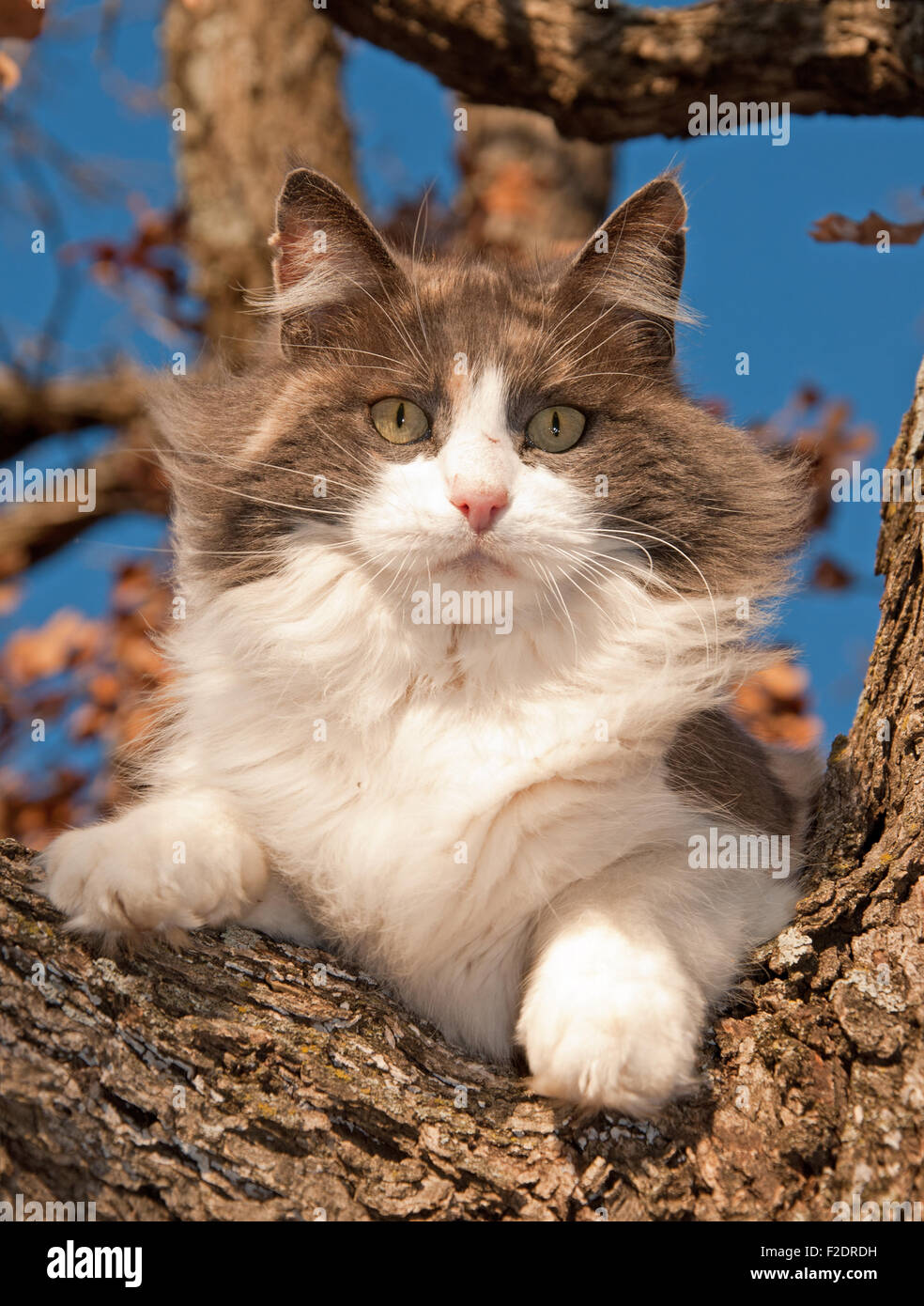 Gorgeous diluted calico cat up in a tree in winter Stock Photo