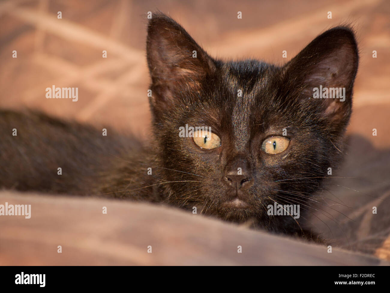 Sneaky black kitten ready to jump on an unsuspecting victim Stock Photo