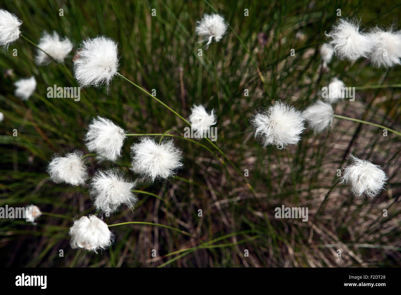 Eriophorum vaginatum L. Hare's-tail Cottongrass, Tussock Cottongrass, Sheathed Cottonsedge Stock Photo