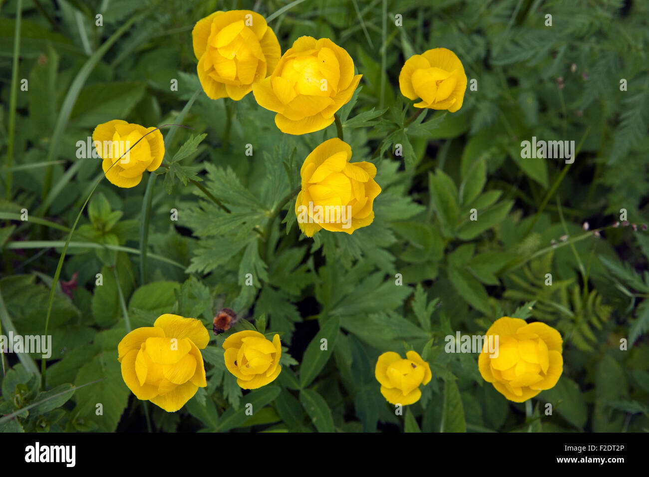 The Globeflower, Trollius europaeus, in closeup Stock Photo Alamy