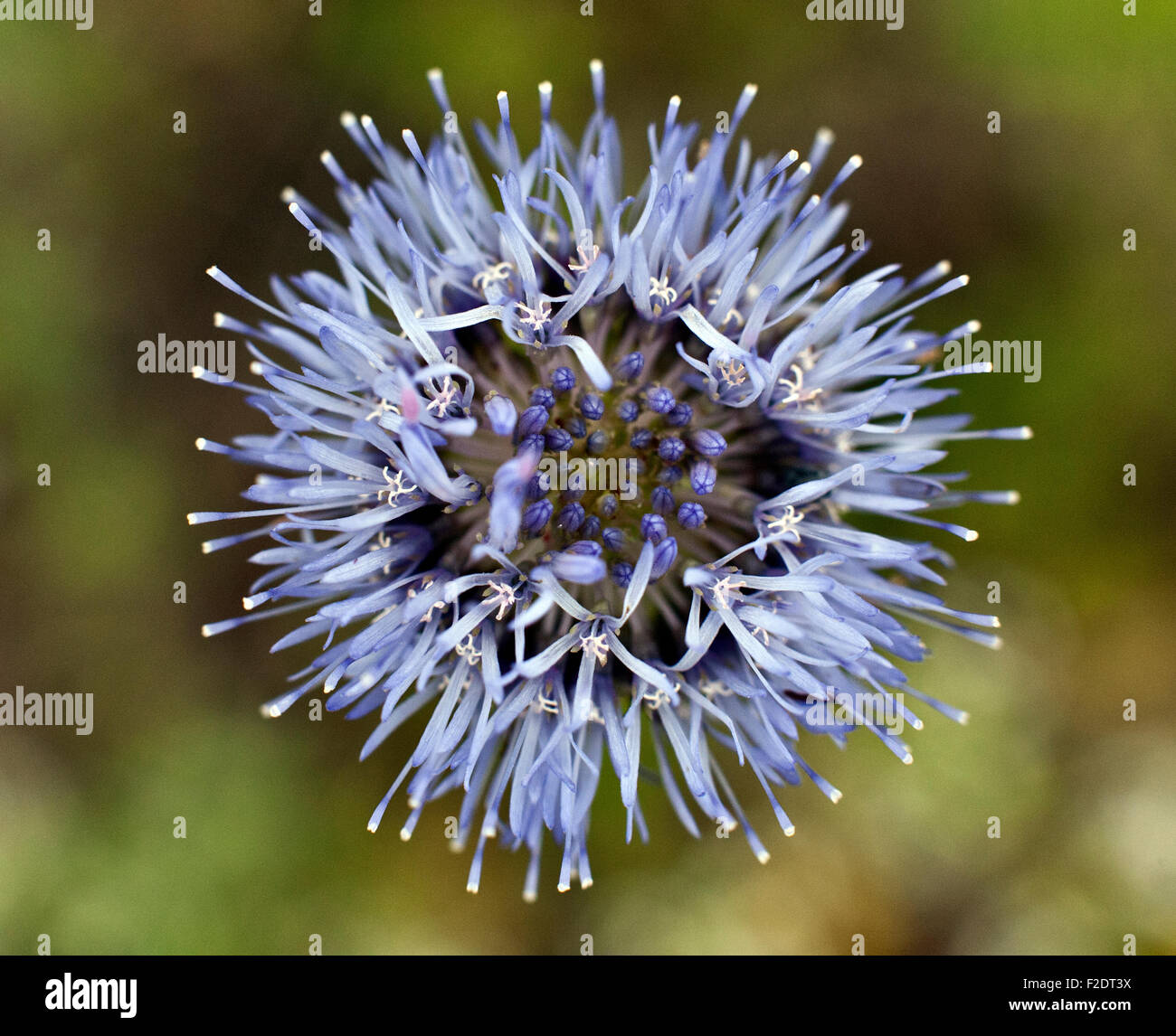 Sheep's bit scabious, Jasione montana, is a low-growing plant in the Campanulaceae family Stock Photo